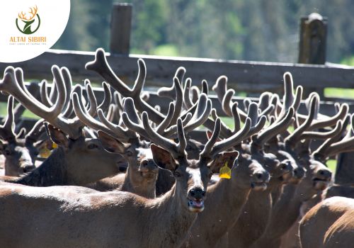 Nhung Hươu – Câu chuyện của một trong tứ đại danh dược