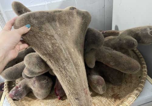 Nhung Hươu- Không phải ai dùng cũng tốt