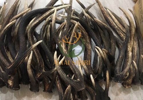 Sừng 3 chi Rusa Timorensis- Sừng 3 chi Tây Tạng