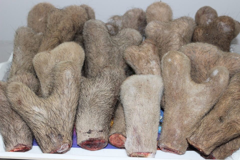 lộc nhung tươi sibiri