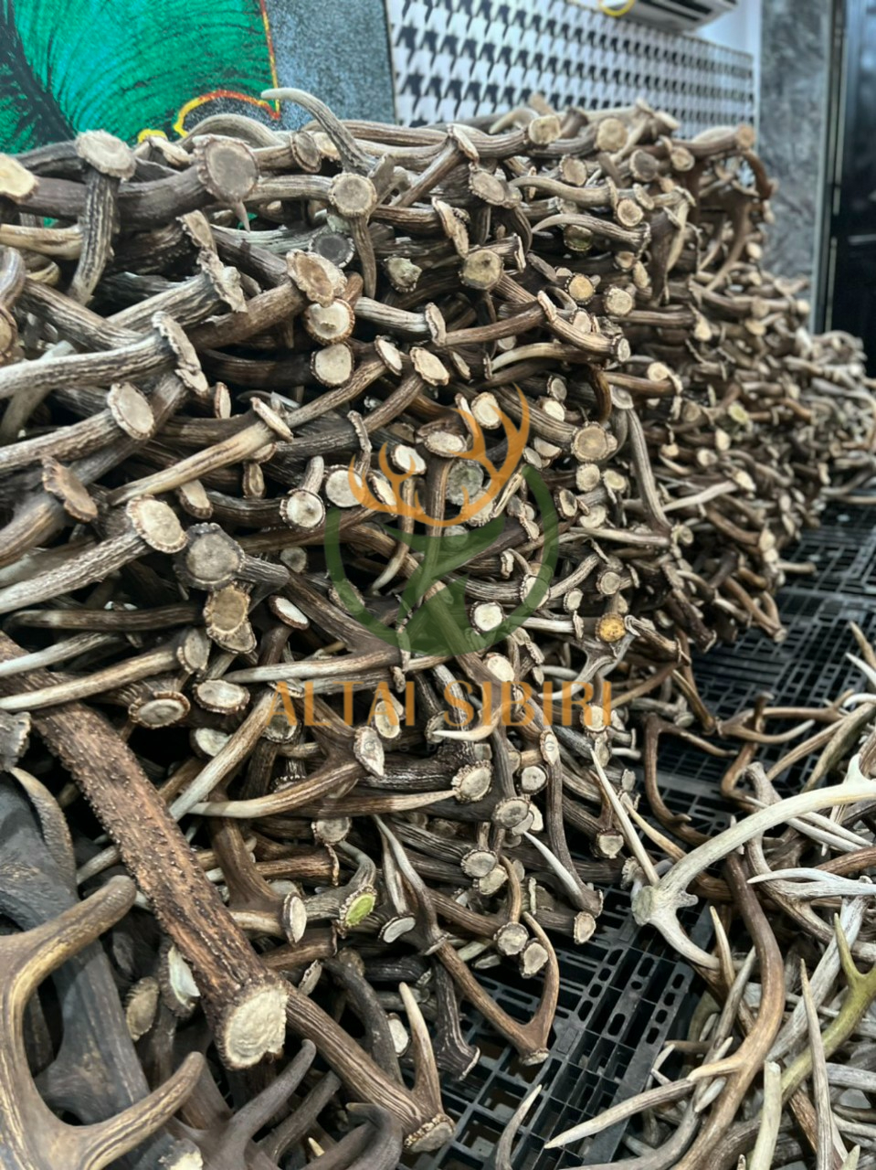 Sừng 3 chi Axis Axis- 3 chi châu Mỹ ( 3 chi Úc)