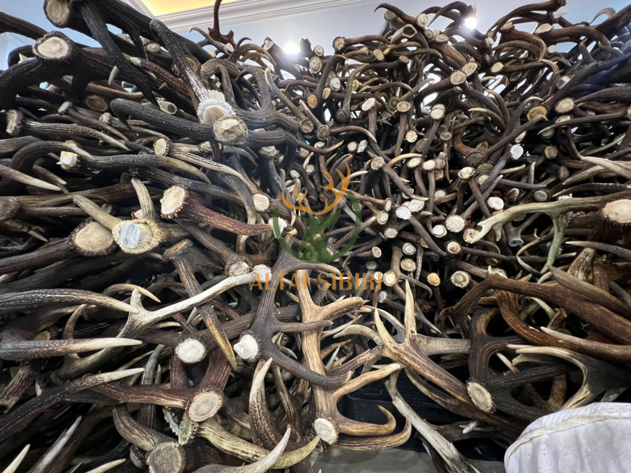 Gạc Hươu đỏ (Cervus elaphus) Châu Âu