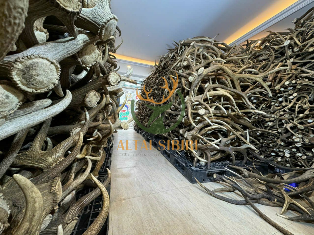 Gạc Hươu Maral Nga