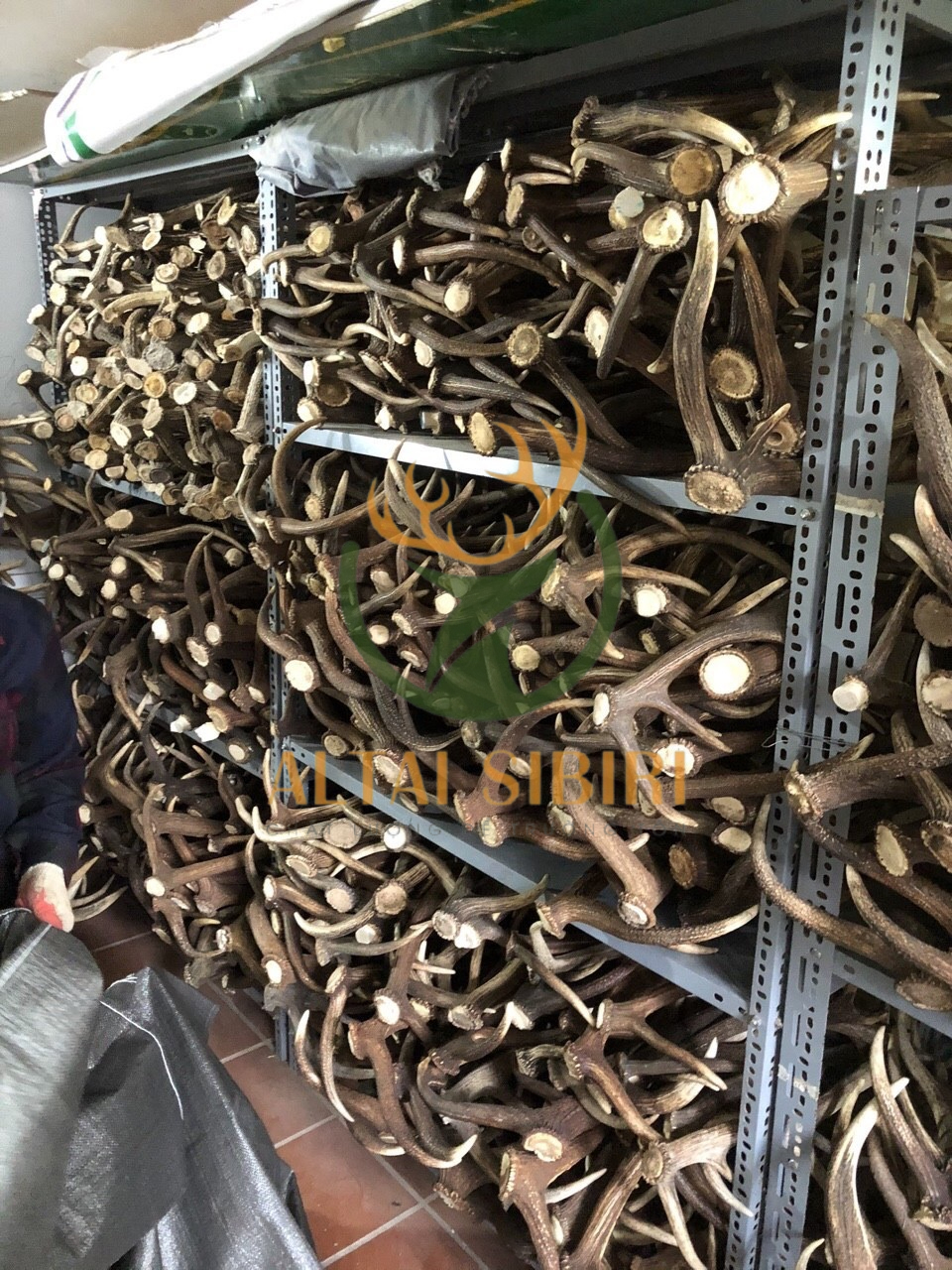 Gạc Hươu đỏ (Cervus elaphus) Châu Âu