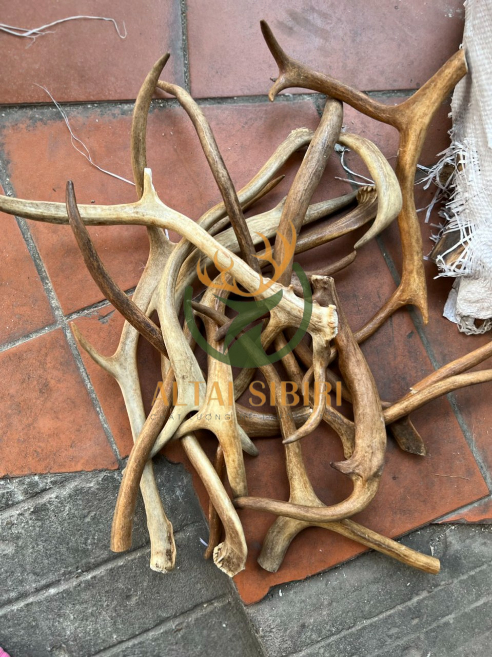 sừng tuần lộc 5