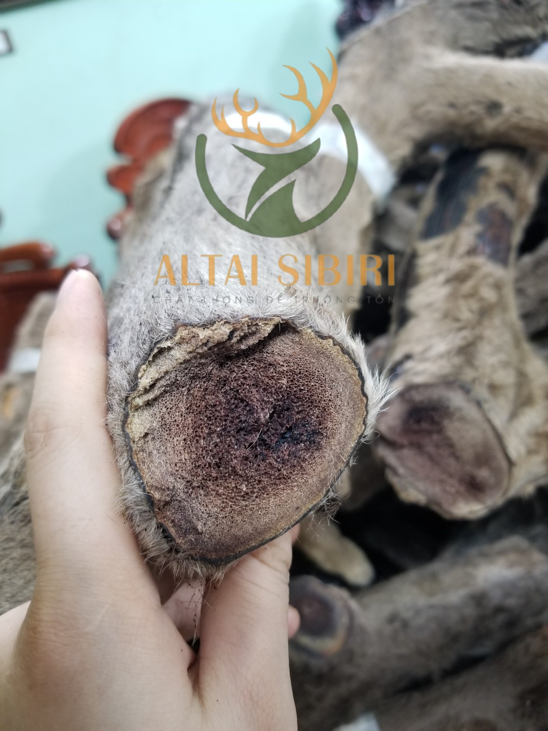 Nhung Hươu Khô Nguyên Chiếc, cắt khúc  Sibiri ( giống Maral)