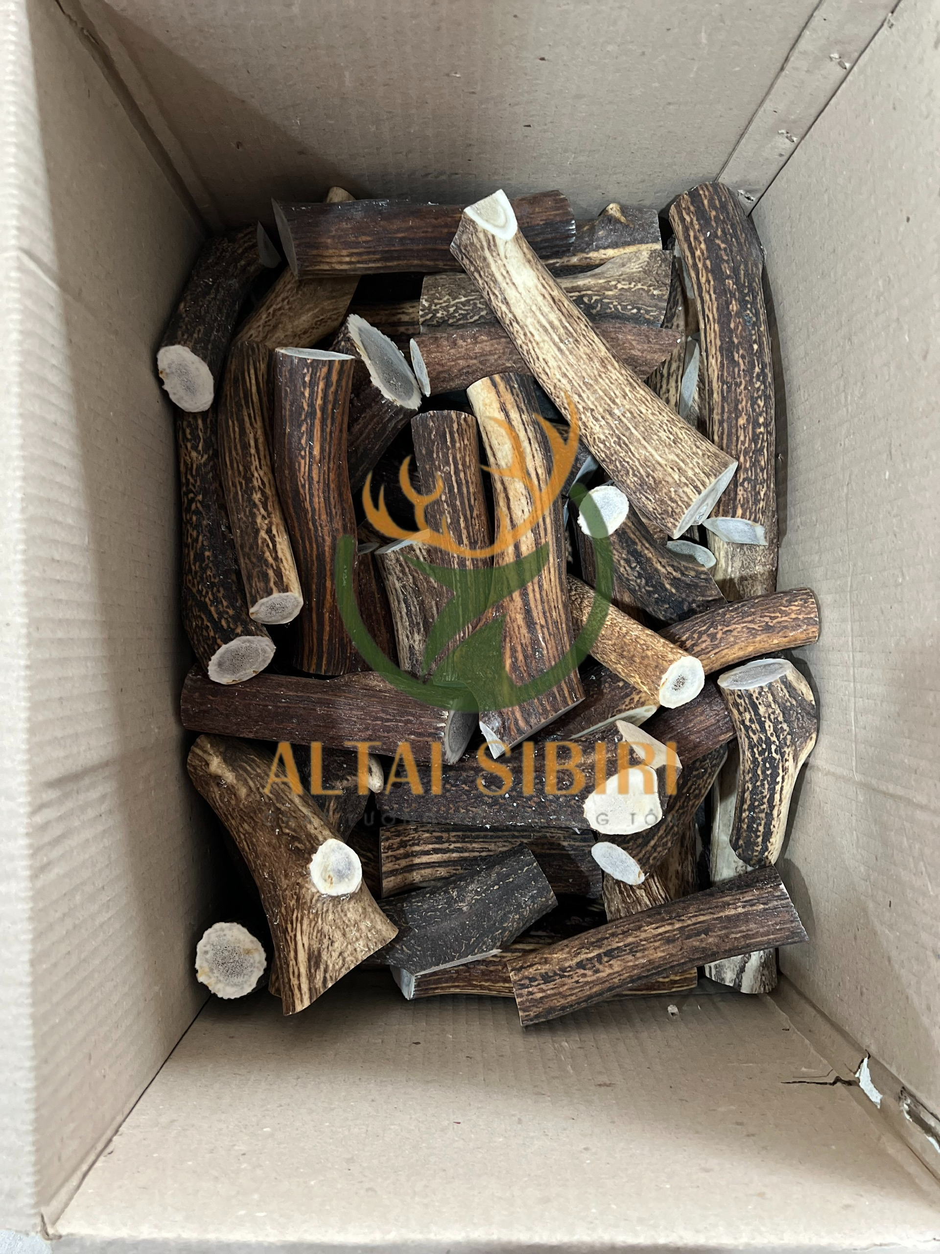 sừng cắt khúc 12 (1)